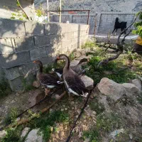غاز نرو ماده