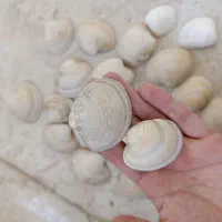 انواع ستاره وصدف دریایی|صنایع دستی و سایر لوازم تزئینی|برازجان, |دیوار