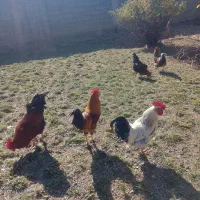 ۵عدد خروس|حیوانات مزرعه|قلقل رود, |دیوار