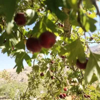 گیلاس کوهی (کیالک)تازه