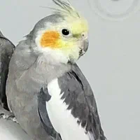 عروس هلندی گم شده
