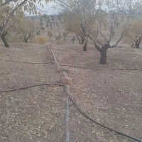 2000 متر باغ بادام(نقد یا معاوضه با ماشین)|فروش زمین و ملک کلنگی|سامان, |دیوار