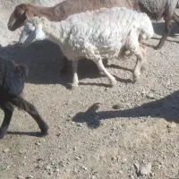 گوسفند برای فروش