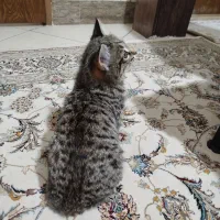 گربه بازیگوش ماده دو ماهو نیمه|گربه|اصفهان, اشکاوند|دیوار