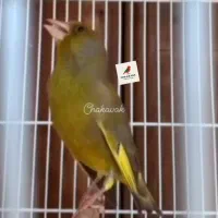 سهره سبز متولد قفس|پرنده|رودهن, |دیوار