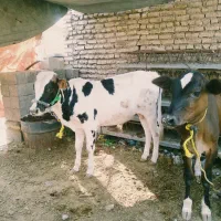 دو عدد گوساله نر
