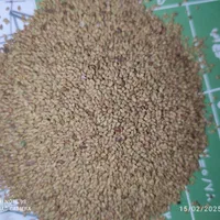 بذر زرت.به همراه بذر یونجه|خدمات باغبانی و درختکاری|سنندج, |دیوار