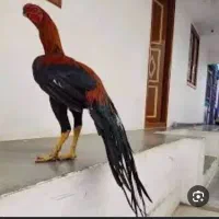 خروس