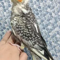 جوجه عروس هلندی