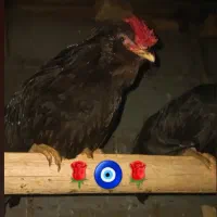 دو عدد خروس  طوسی ذغالی و مشکی