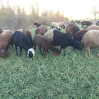 فروش بره نر