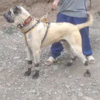 سگ سرابی|سگ|نیشابور, مازول|دیوار