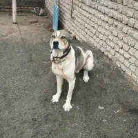 سگ گله