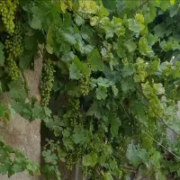 زمین ، باغچه