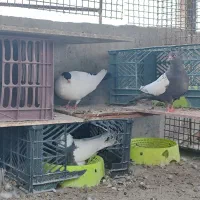 کبوتر طوقی