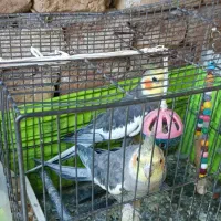 عروس هلندی