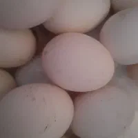تخم مرغ محلی تازه درشت دونه ۱۵هزار تومان