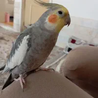 عروس هلندی سخنگو