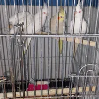 عروس هلندی گم شده