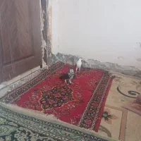 ساده|پرنده|شاندیز, |دیوار