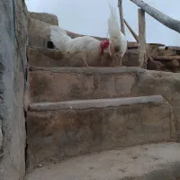 خروس محلی|حیوانات مزرعه|گرمخان, |دیوار