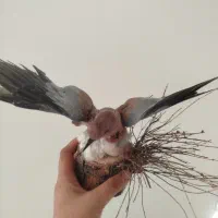 مجسمع|مجسمه، تندیس، ماکت|ایلام, |دیوار