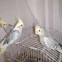 سه عدد عروس هلندی