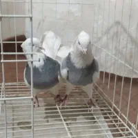 طوقی صحرای نباشد  و دم سفید