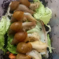 حلزون آلبینو اچاتینا آفریقای