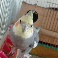 فروش عروس هلندی سخن گو