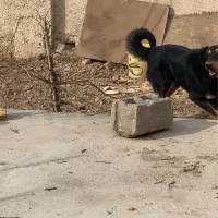 سگ نگهبان|سگ|ورامین, ورامین|دیوار