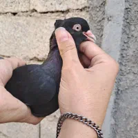 کبوتر|پرنده|شبانکاره, |دیوار