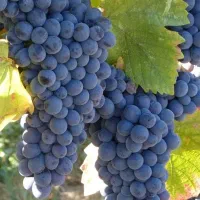 نهال تمام ارقام میوه و خشکبار