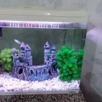 آکواریوم ماهیران ۳۰×۴۳×۶۰|ماهی|اهواز, بهارستان|دیوار