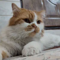 گربه بریتیش (نر)|گربه|قم, باسکول|دیوار