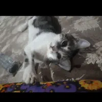 گربه