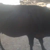 گاو  گوساله ماده