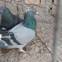 کبوتر پرشی و خوش فرم همه باهم|پرنده|اردکان, |دیوار