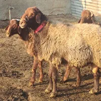 قوچ وبره‌قوچ همو. میش وشیشک همو وهترو|حیوانات مزرعه|کهریزک, |دیوار