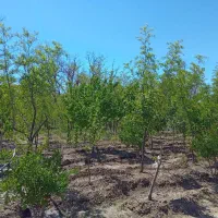 باغ در مزگ|فروش دفتر صنعتی، کشاورزی، تجاری|بیرجند, |دیوار