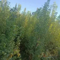 فروش به صورت تعداد بالا|گل و گیاه طبیعی|میاندوآب, |دیوار