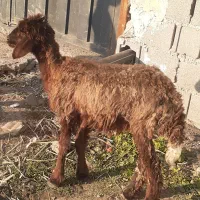 یک راس بره ماده