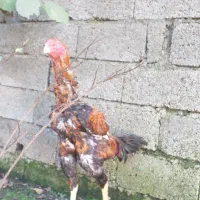 خروس لاری|حیوانات مزرعه|رشت, پارک شهر|دیوار