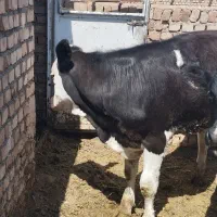 2راس‌گوساله.تلیسه‌سیمینتال