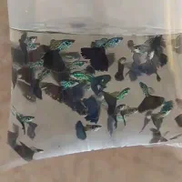 ۵۰۰ عدد ماهی گوپی بلو ایگل نژاد خاص و کمیاب