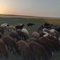 32راس بره نر افشار|حیوانات مزرعه|دهگلان, |دیوار