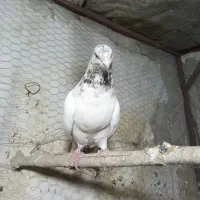 نر کله ای گردن کلفت|پرنده|فلاورجان, |دیوار