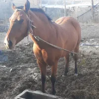 اسب مادیان سه ساله|اسب و تجهیزات اسبسواری|خنجین, |دیوار