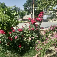 خونه باغ جهت جشن و تولد واخر شب ده قطب الدین|خدمات پذیرایی، مراسم|سیرجان, |دیوار