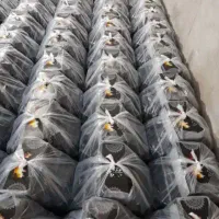 پک ترحیم و میوه برای تمامی مجالس میدان مرکزی میوه|خدمات پذیرایی، مراسم|تهران, میدان میوه و ترهبار مرکزی|دیوار